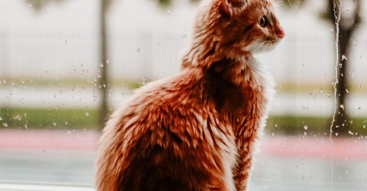 Wet Cat Food Indoor Cats