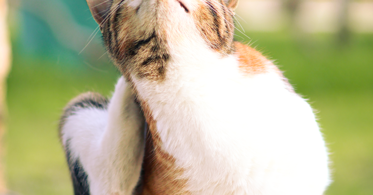 Natural Remedies Flea Prevention