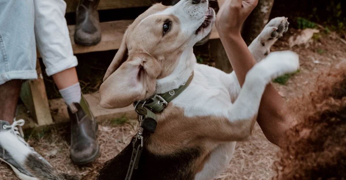 Socialize Adult Dog