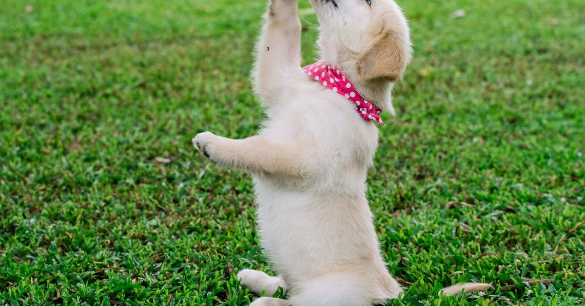 Common Mistakes In Puppy Training