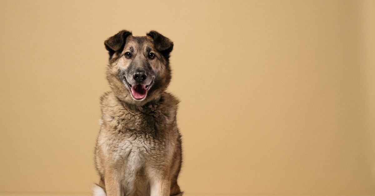 Train A Rescue Dog