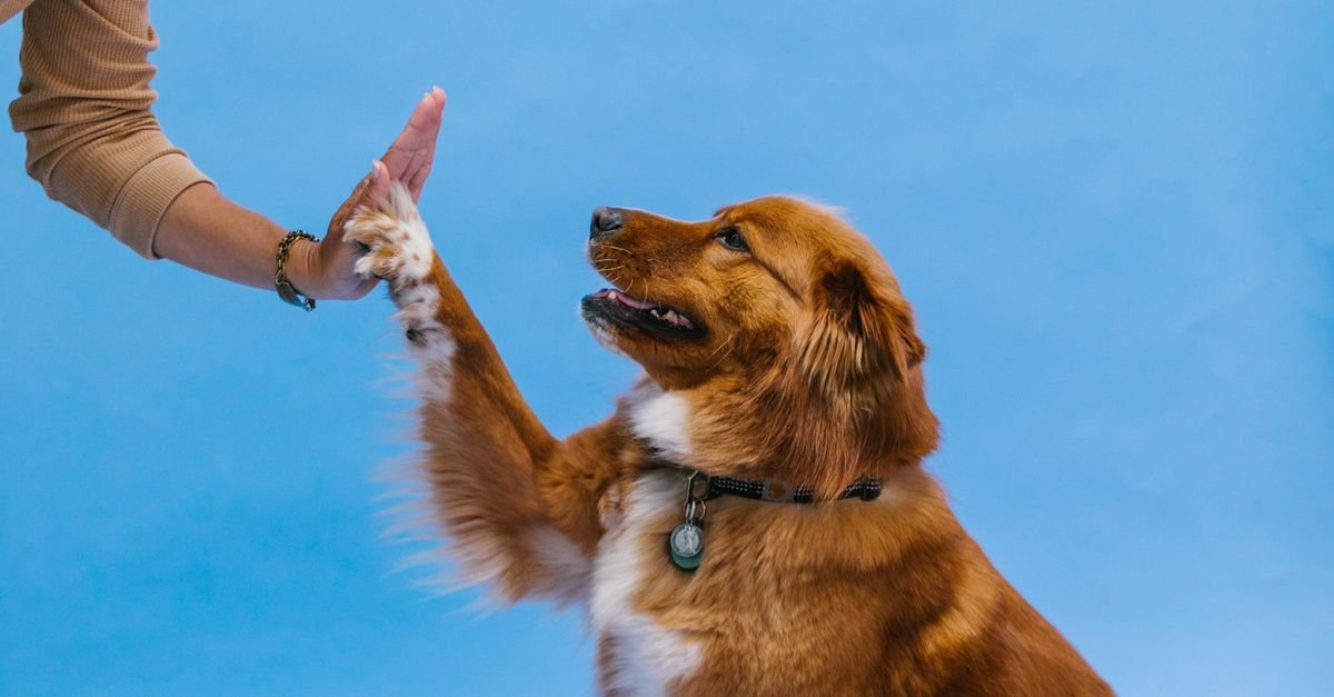 Positive Reinforcement Pets