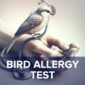 Bird Allergies: Causes And Symptoms