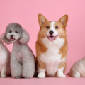 How to Choose the Right Pet for Your Lifestyle