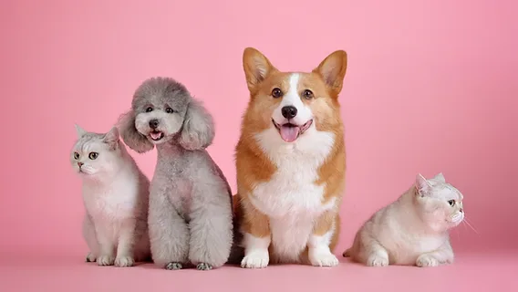 How to Choose the Right Pet for Your Lifestyle