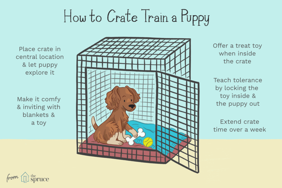 How to Train a Puppy