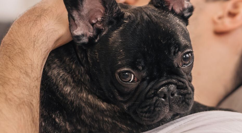 Pet Behavior Management: Expert Tips And Tools