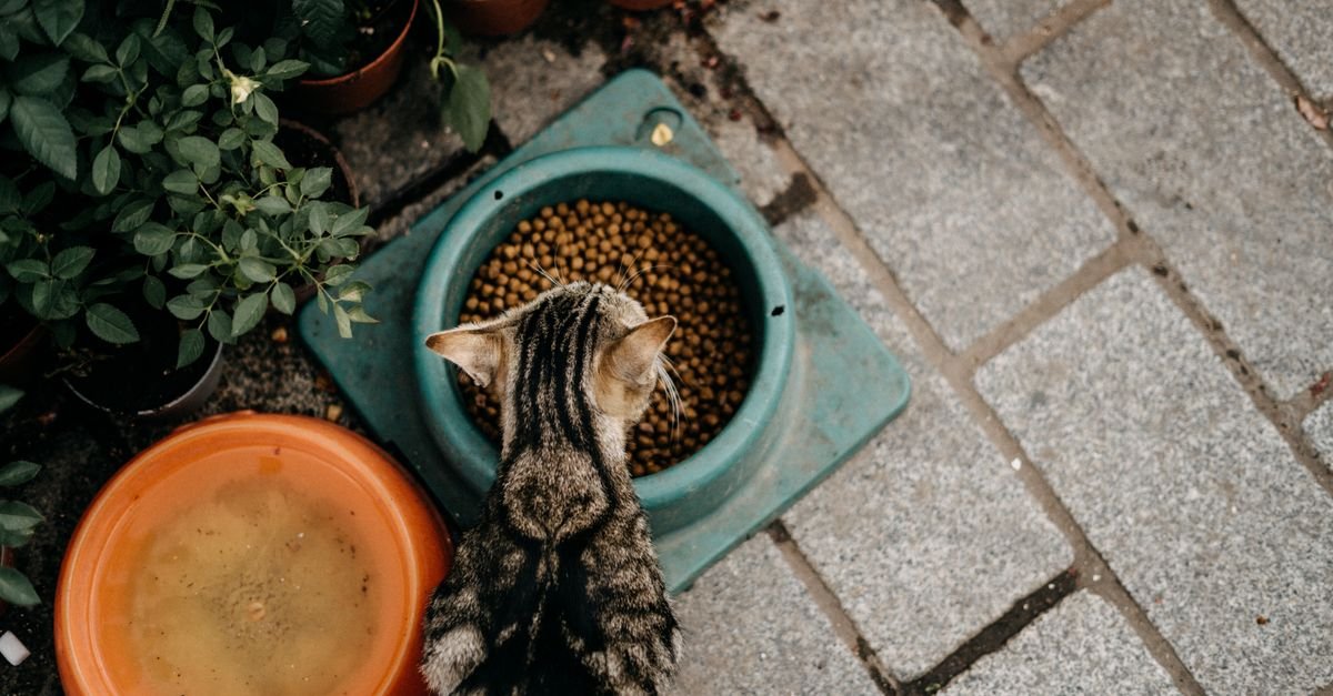Dry Cat Food Senior Cats
