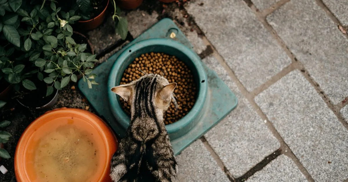 Cat Food Cats Sensitive Stomachs