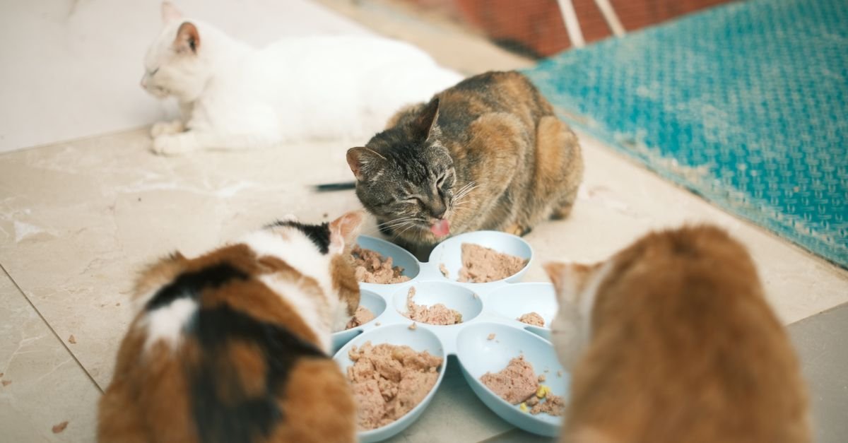 Wet Cat Food Senior Cats