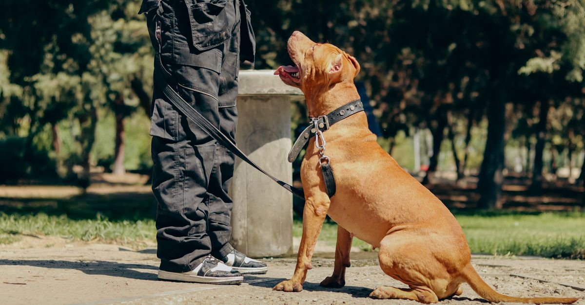 Essential Pet Training Tips Us Pet Owners