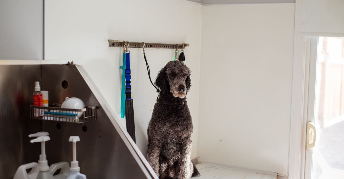 Pet Grooming Products