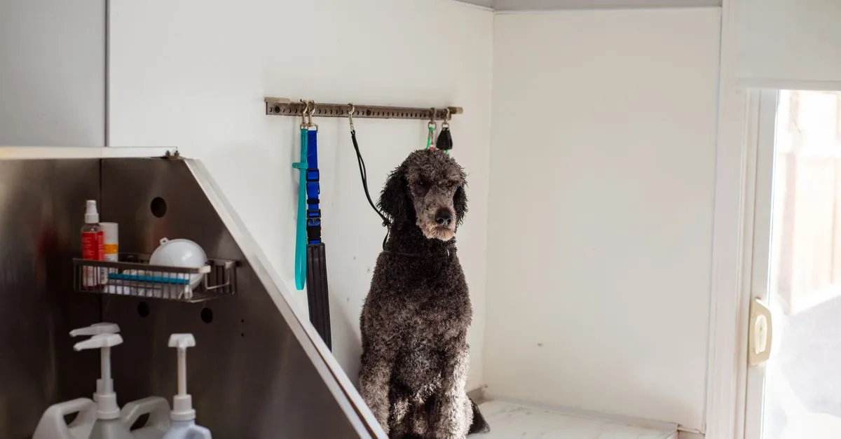 Pet Grooming Products
