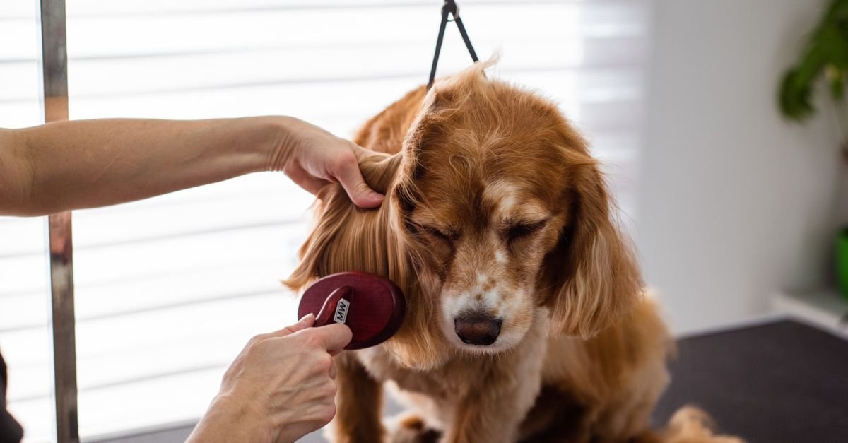 Pet Grooming Tips Every Pet Owner
