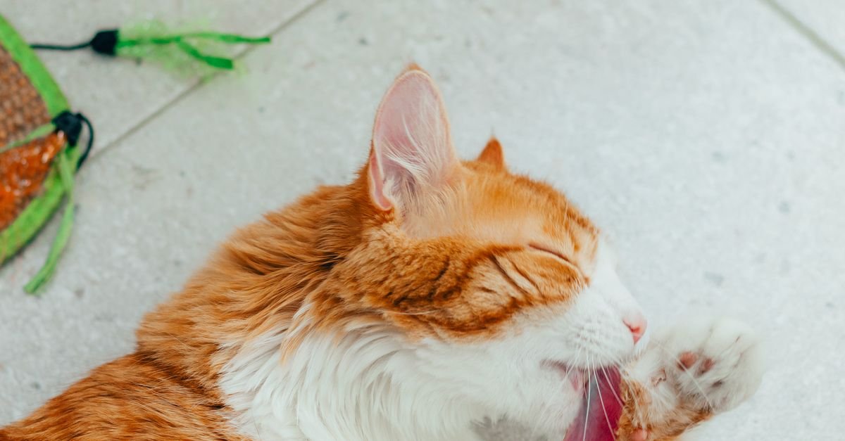 Ultimate Cat Hygiene