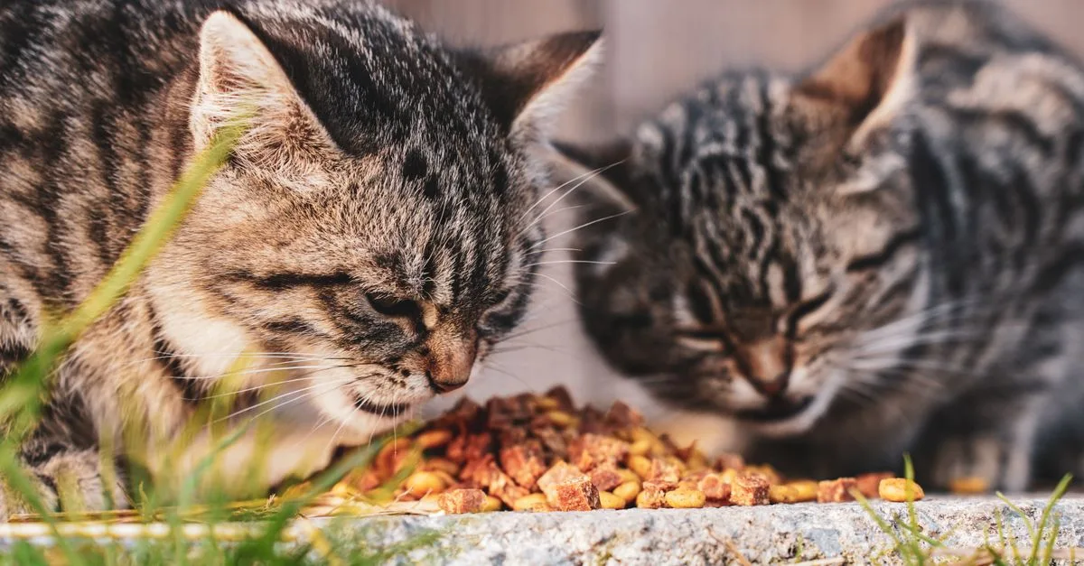 Cat Food Cats Sensitive Stomachs