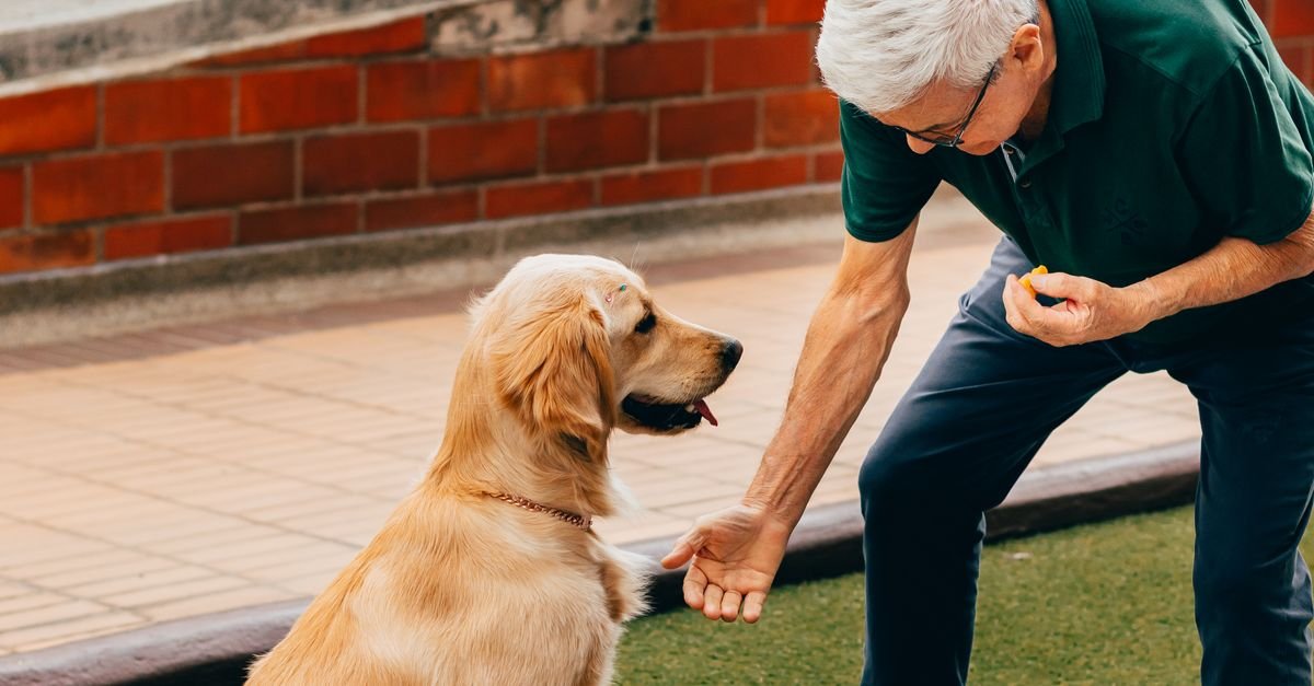 Essential Pet Training Tips Us Pet Owners