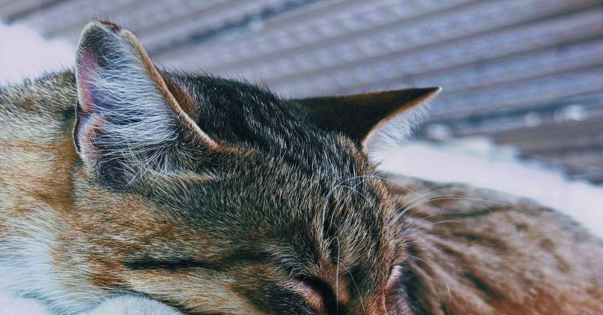 Dry Cat Food Senior Cats