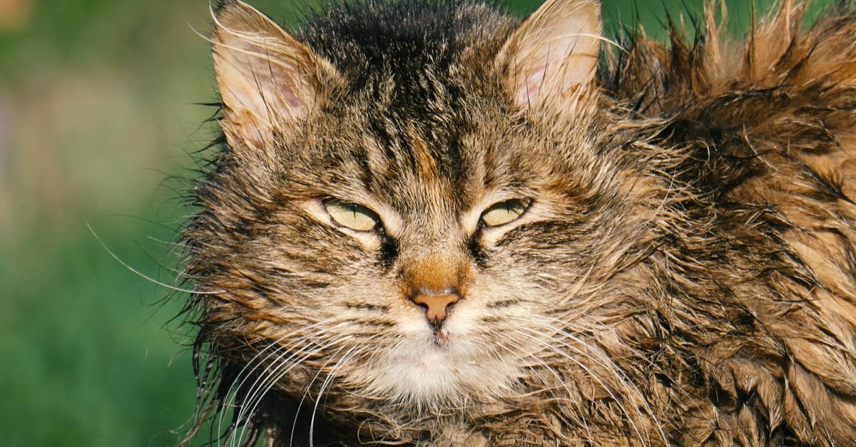 Wet Cat Food Senior Cats