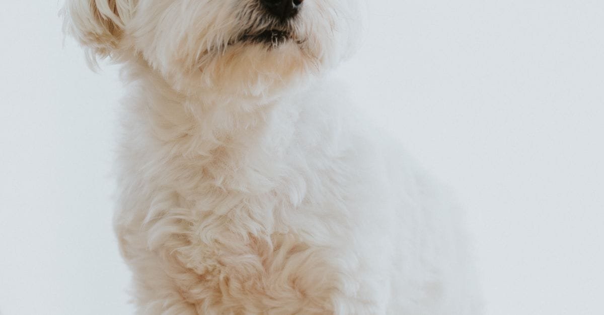 Pet Grooming Products