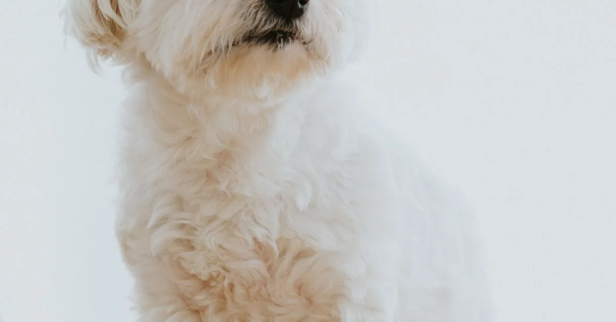 Pet Grooming Products