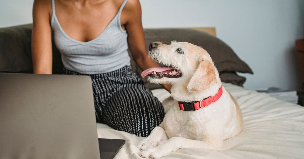 Pet Supplies Online