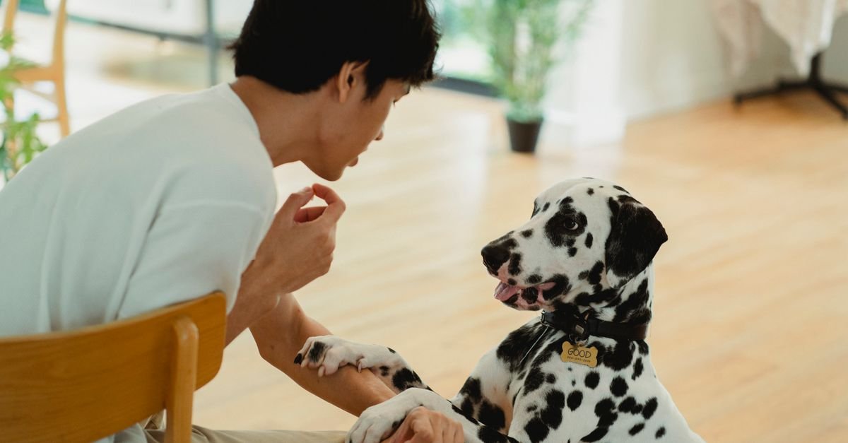 Essential Pet Training Tips Us Pet Owners