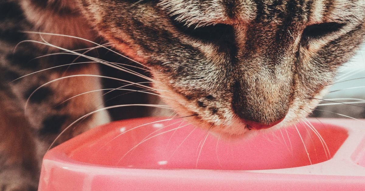 Cat Food Indoor Cats