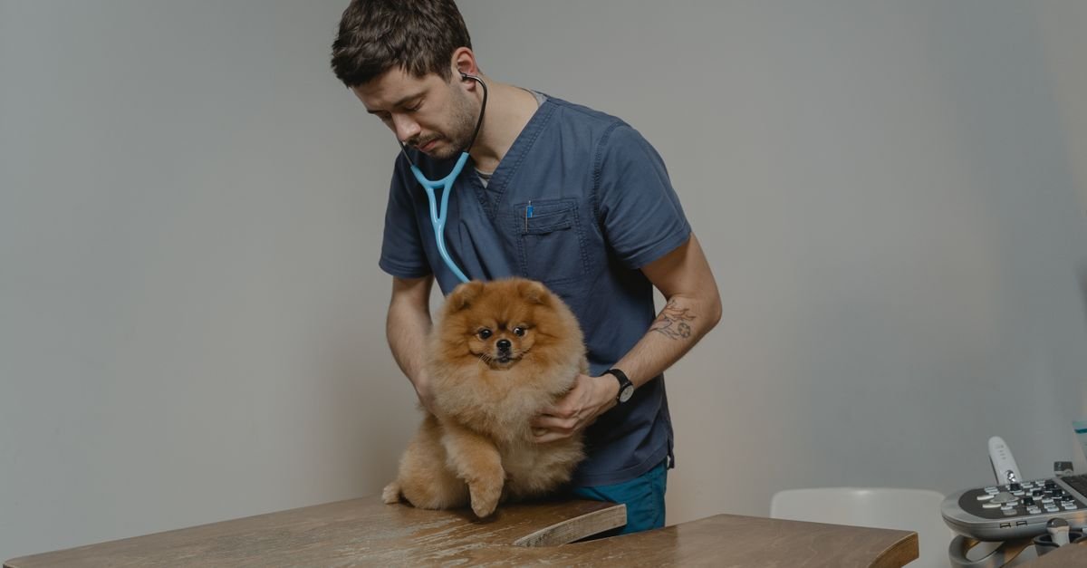 Pet Health Tips
