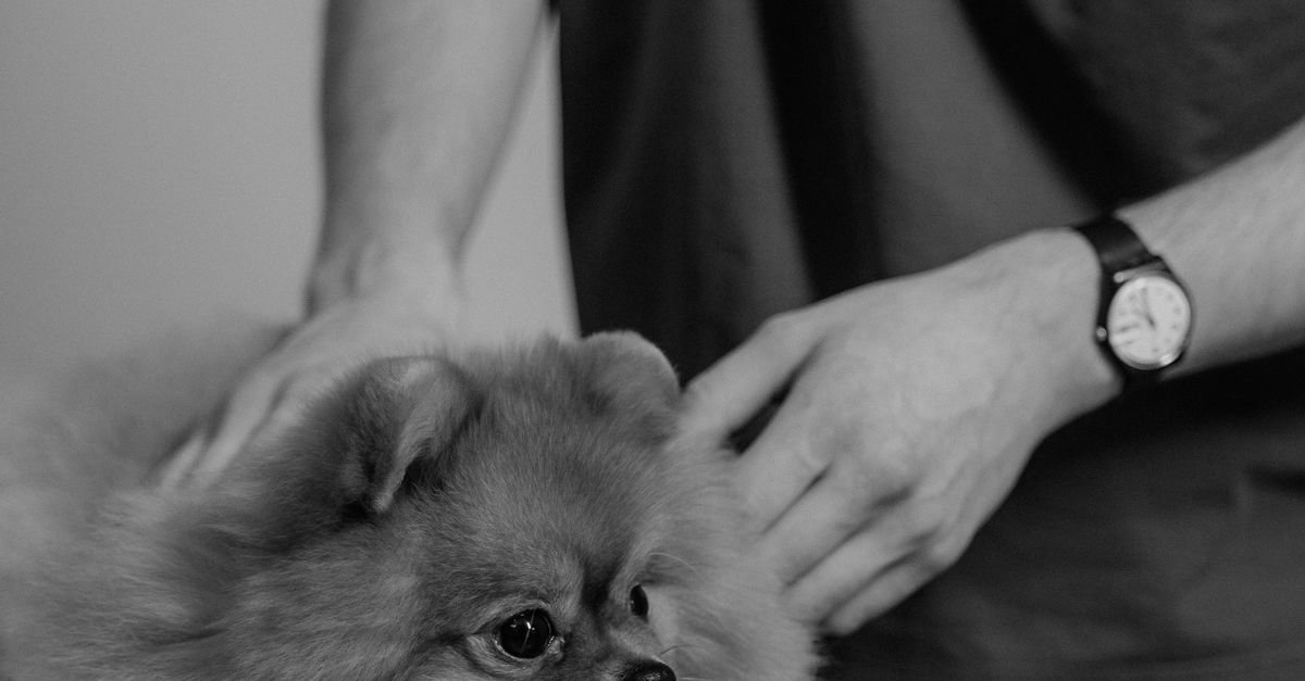 Pet Health Tips