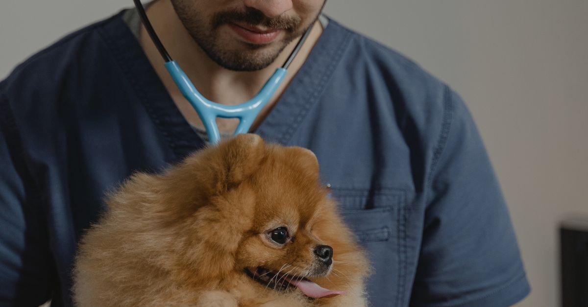 Pet Health Tips