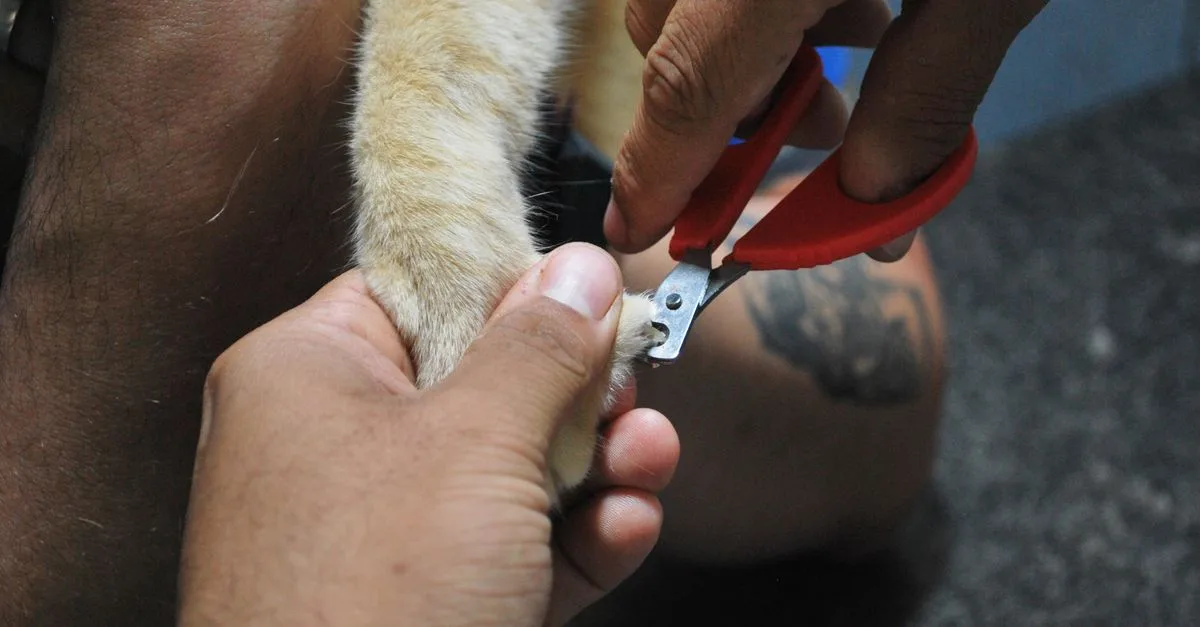 Trim Pet'S Nails Safely