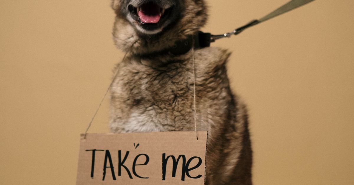 Train A Rescue Dog