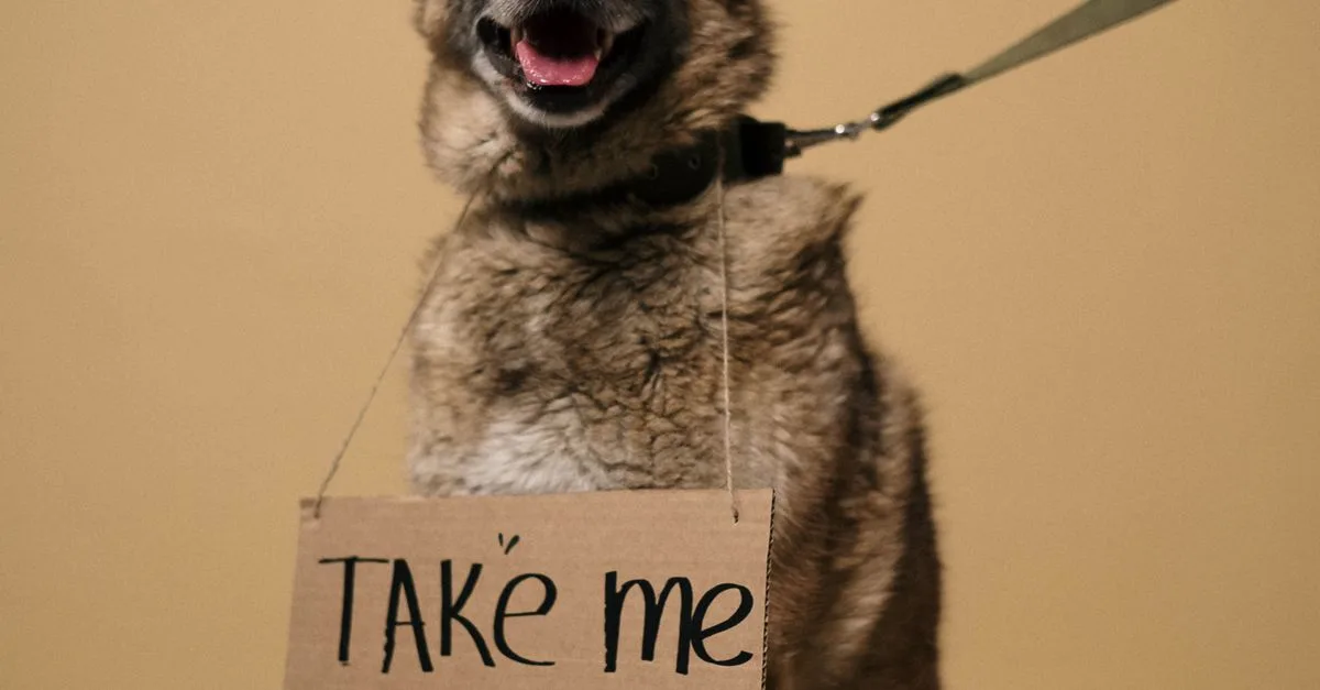 Train A Rescue Dog