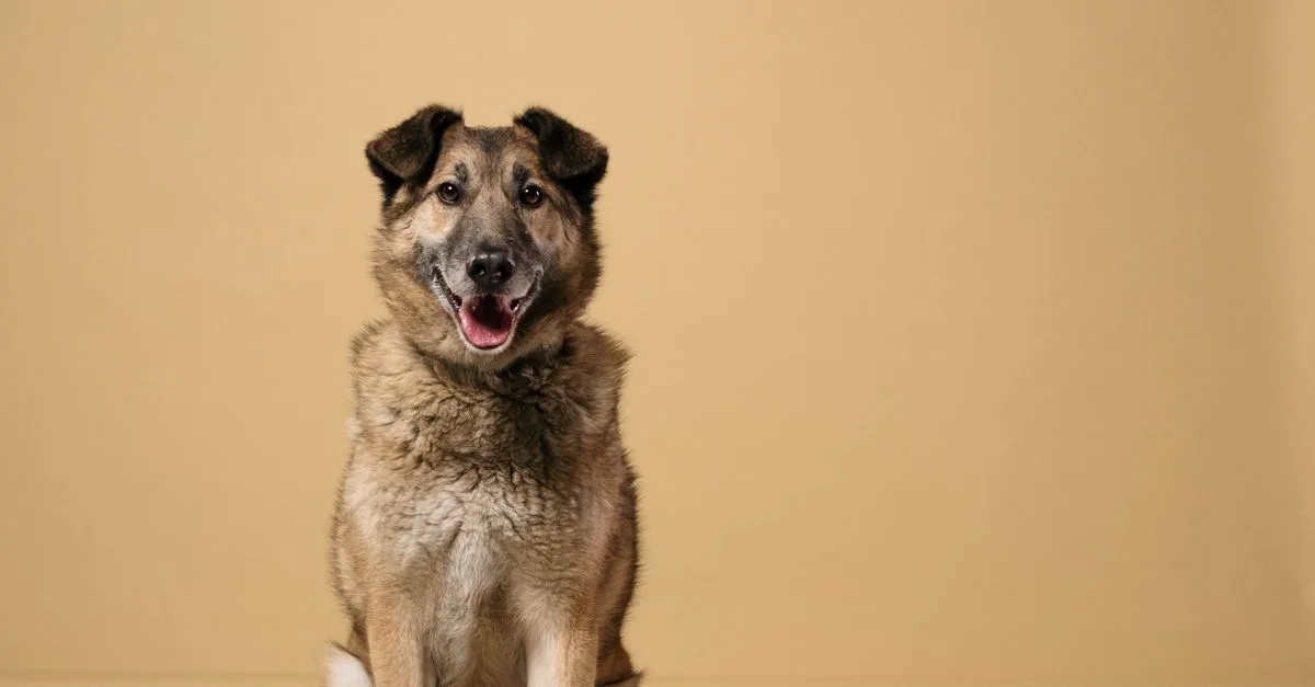 Train A Rescue Dog