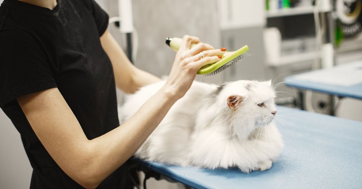 Ultimate Cat Hygiene