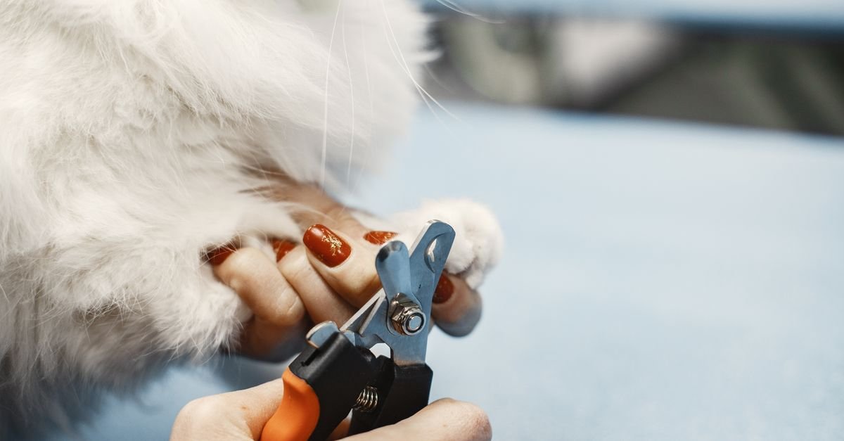 Trim Pet'S Nails Safely