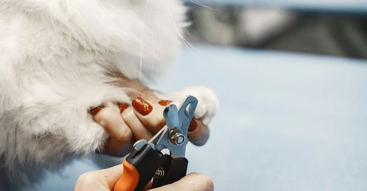Trim Pet'S Nails Safely