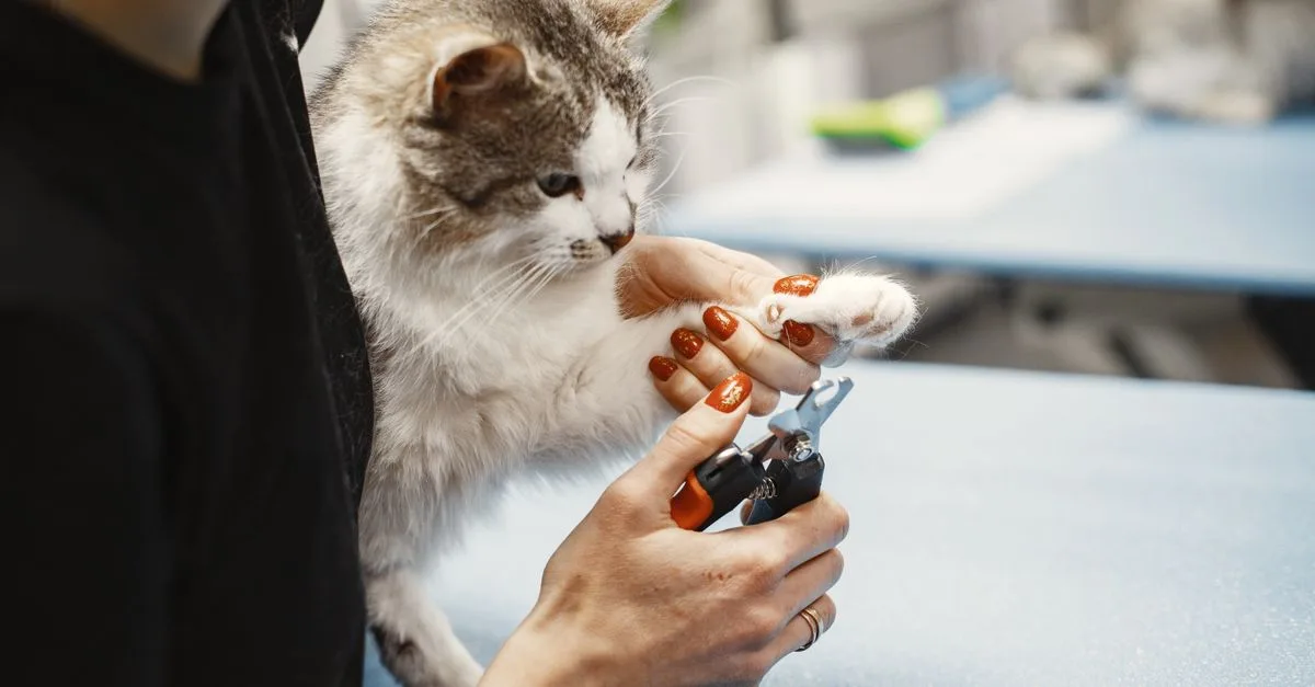 Trim Pet'S Nails Safely