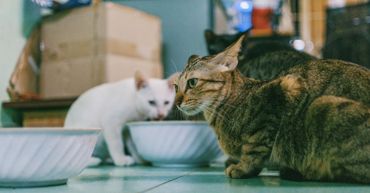 Cat Food Indoor Cats