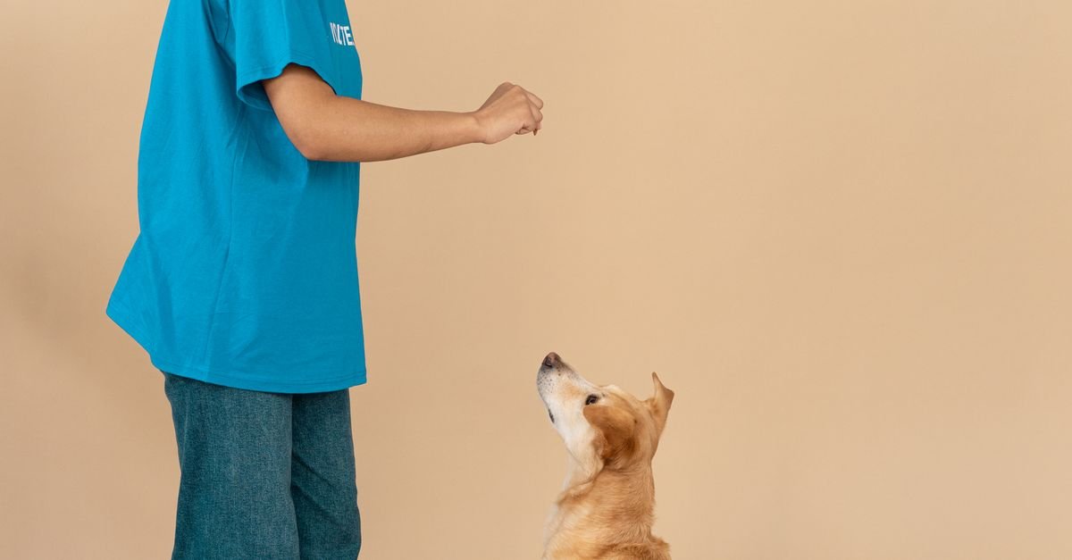 Train A Rescue Dog