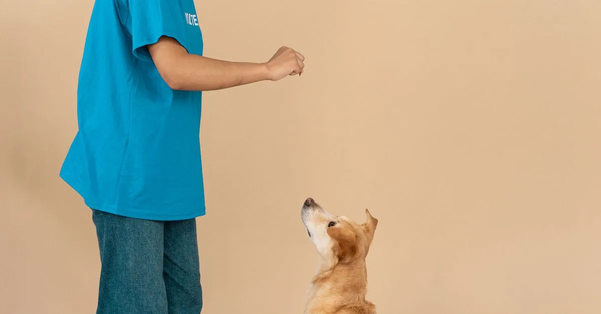 Train A Rescue Dog