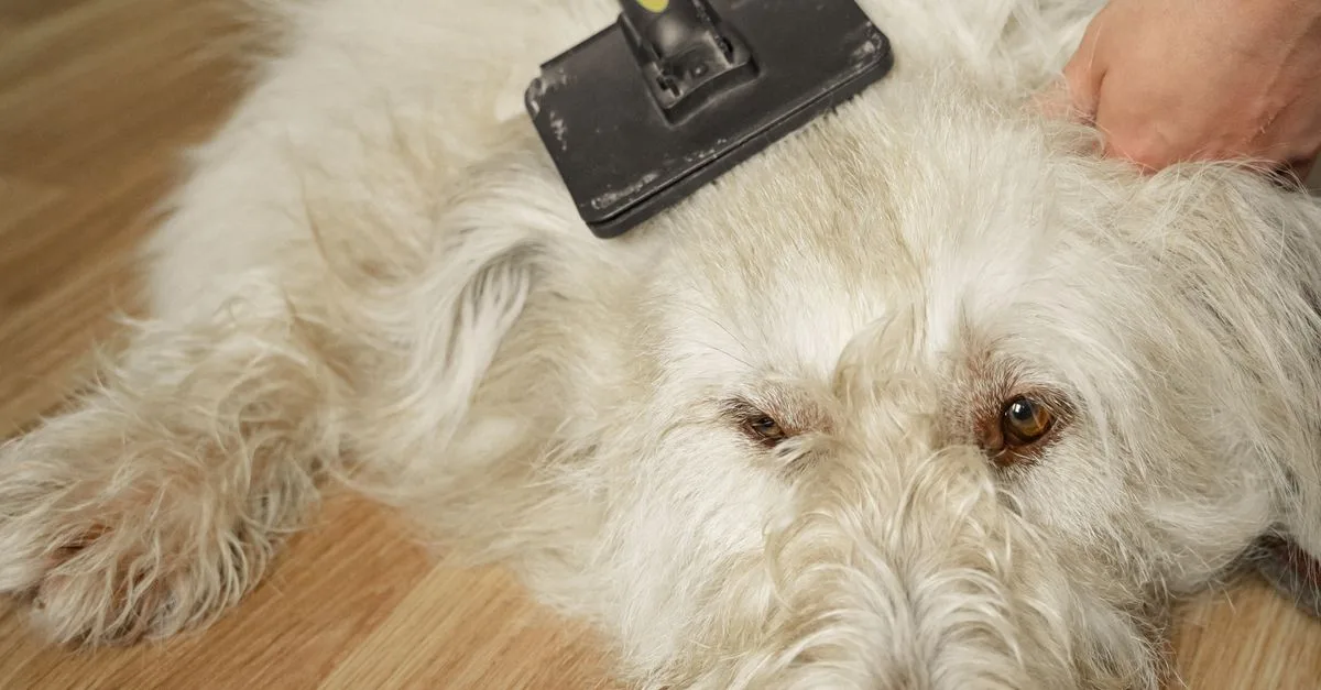 Groom Dog At Home