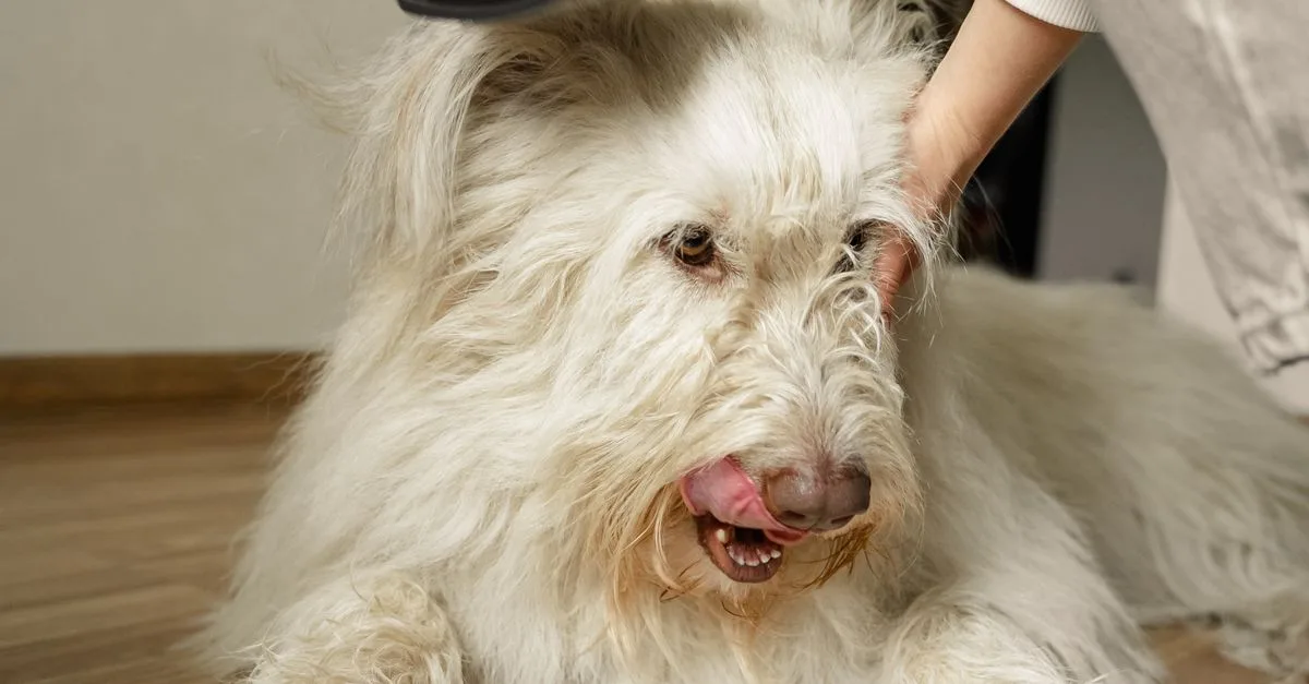 Groom Dog At Home