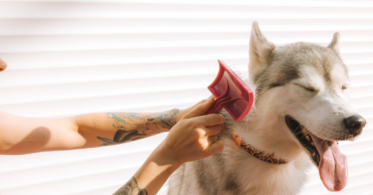 Pet Grooming Tips Every Pet Owner