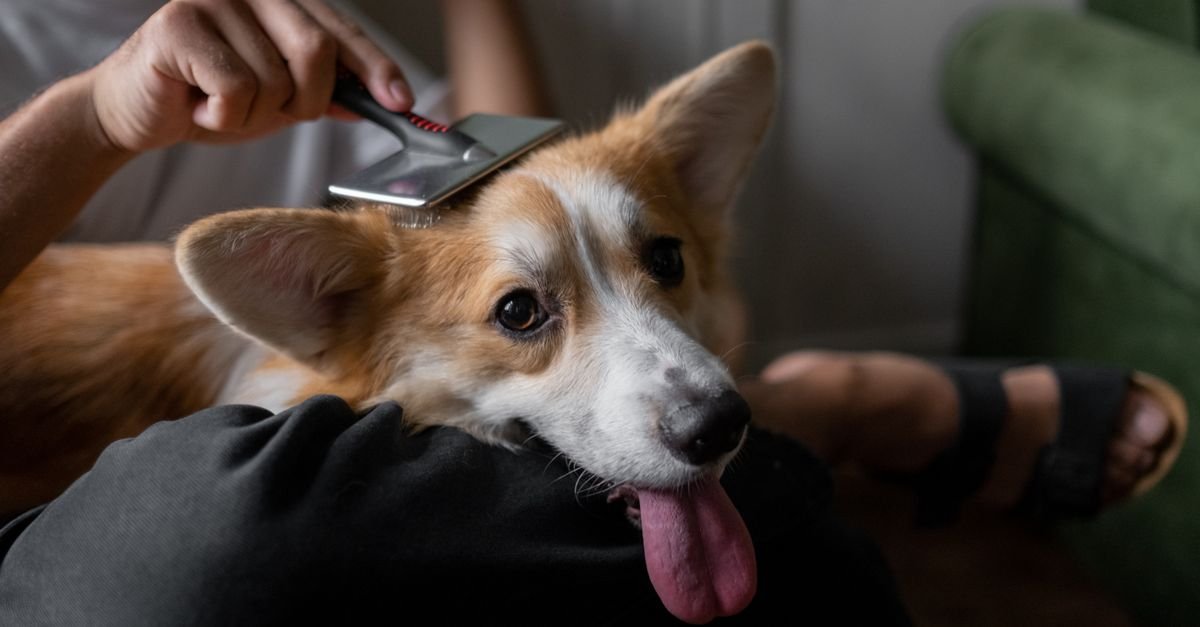 Pet Grooming Tips Every Pet Owner