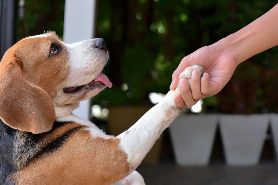 Positive Reinforcement for Pets
