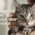 What to Expect When Bringing a New Pet Home