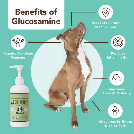 Benefits of Glucosamine for Dogs