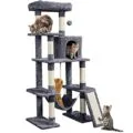 Best Cat Tree